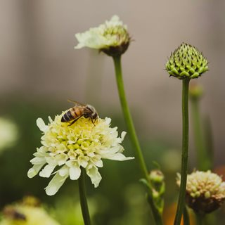 Bee On Pincushion Flower
Shutterstock.com
New York, NY