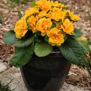 Mandarin Primrose, Primula
Proven Winners
Sycamore, IL