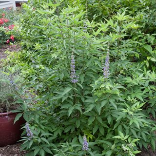 Blue Diddley Vitex, Chaste Tree Plant
Proven Winners
Sycamore, IL