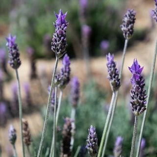 15 Common Problems With Lavender Plants
