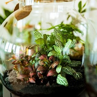 Terrarium With Small Plants
"Dream Team's" Portland Garden
Shutterstock.com
New York, NY