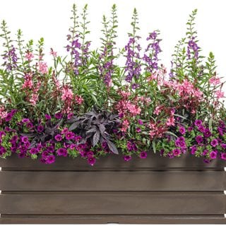 Container With Petunias And Gaura
Proven Winners
Sycamore, IL