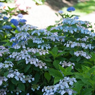 Tiny Tuff Stuff™ Reblooming Mountain Hydrangea