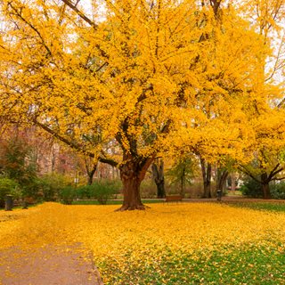 Ginkgo Tree In Fall
Shutterstock.com
New York, NY