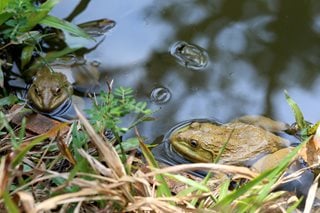 Gardening for Wildlife: 10 Ideas for a Wildlife Garden | Garden Design on Wildlife Pond Design
 id=63112