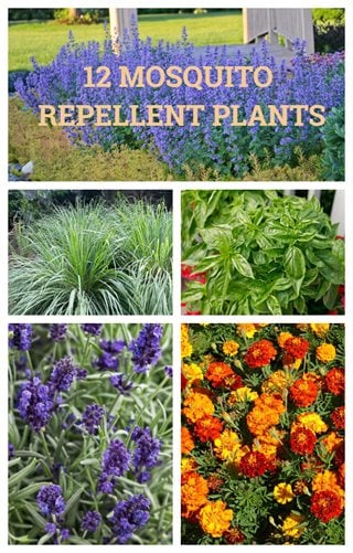 12 Mosquito Repellent Plants Garden Design