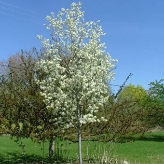 Spring Glory Serviceberry, Amelanchier Canadensis
Proven Winners
Sycamore, IL