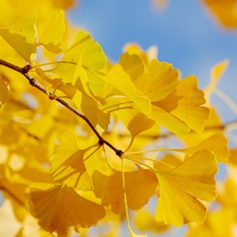 Ginkgo Biloba Leaves, Yellow Leaves
Shutterstock.com
New York, NY