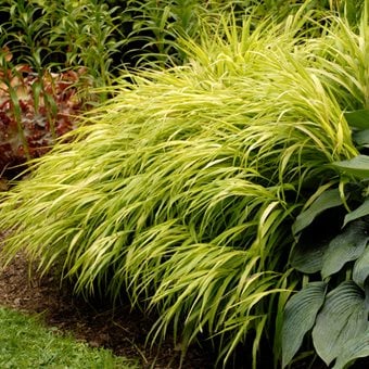 All Gold Japanese Forest Grass, Hakonechloa Macra
Proven Winners
Sycamore, IL