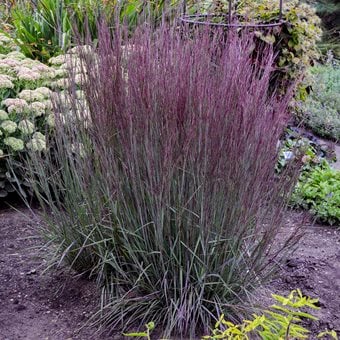 'Blue Paradise' little bluestem plant