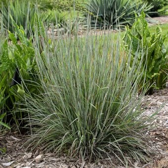 Brush Strokes Little Bluestem, Schizachyrium 
Proven Winners
Sycamore, IL