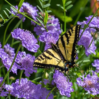 Scabiosa Flower And Butterfly, Western Tiger Swallowtail Butterfly
Shutterstock.com
New York, NY