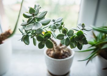 Jade Plant, Jade Houseplant, Jade Tree
Shutterstock.com
New York, NY