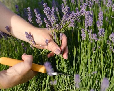 pruning lavender