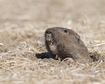 Pocket Gopher Holes In Yard - How To Get Rid Of Pocket Gophers