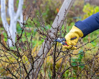 Pruning Shrub
"Dream Team's" Portland Garden
Shutterstock.com
New York, NY