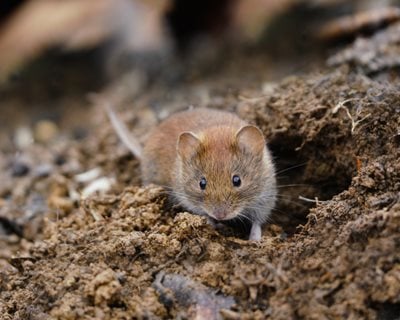 Vole Yard Damage