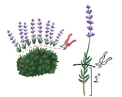 lavender pruning diagram