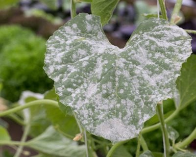 Powdery Mildew Treatment Prevention A How To Guide Garden Design