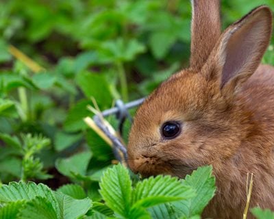 How To Keep Rabbits Out Of Your Garden Garden Design