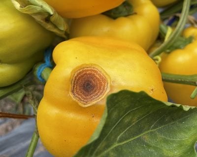 Anthracnose On Peppers
Shutterstock.com
New York, NY