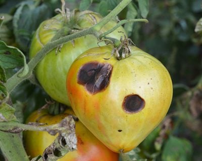 Anthracnose On Tomatoes
Shutterstock.com
New York, NY