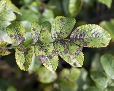 Black Spot Disease Black Spot On Rose Leaves Shutterstock Com 15952 