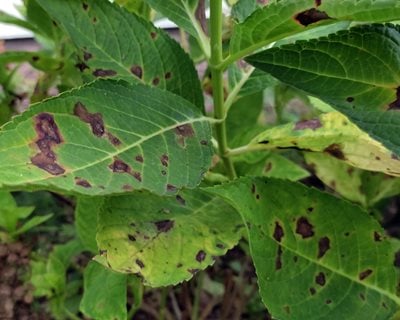 Anthracnose On Hydrangea Leaf, Plant Fungal Disease
Shutterstock.com
New York, NY