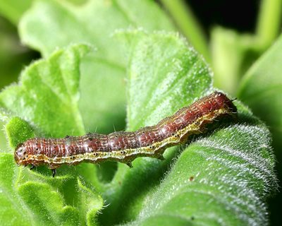 Budworm, Geranium Leaf
Garden Design
Calimesa, CA