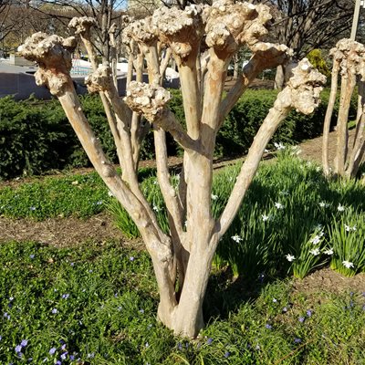 Crape Myrtle Crape Murder Pruning
"Dream Team's" Portland Garden
Shutterstock.com
New York, NY