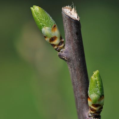 Pruning, Cut, Bud, Shrub
"Dream Team's" Portland Garden
Alamy Stock Photo
Brooklyn, NY