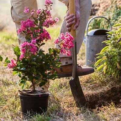 Crape Myrtle, Planting, Shovel  "Dream Team's" Portland Garden  Alamy Stock Photo  Brooklyn, NY