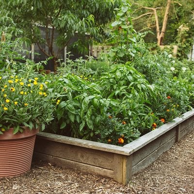 The ULTIMATE Raised Garden Beds for a Front or Backyard Vegetable Garden 