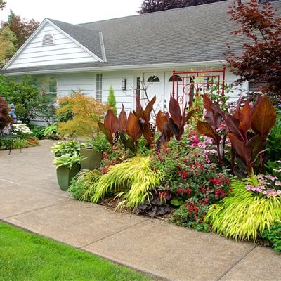 unique front yard plants