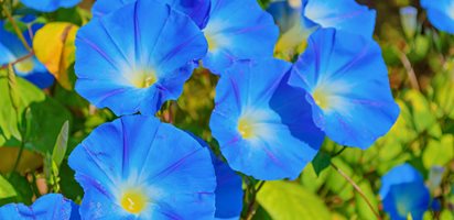 Ipomoea Tricolor, Heavenly Blue, Blue Flowers  Shutterstock.com  New York, NY