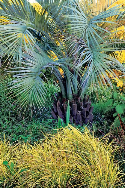 Butia Capitadream lagets Portland GardenGarden DesignCalimesa, CA's" Portland GardenGarden DesignCalimesa, CA