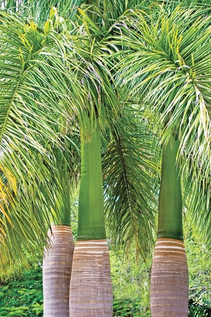 100 Best Palm Trees Landscaping Images Garden Design