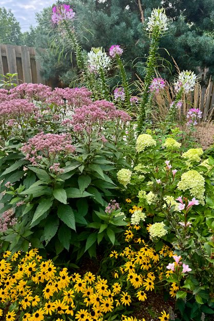 Late Summer, Garden Border
"Dream Team's" Portland Garden
Garden Design
Calimesa, CA