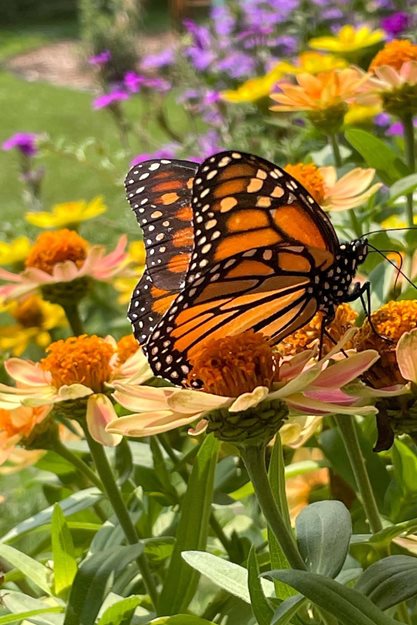 Monarch, Butterfly, Flower
"Dream Team's" Portland Garden
Garden Design
Calimesa, CA