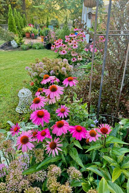 Pink Coneflower, Garden Border
"Dream Team's" Portland Garden
Garden Design
Calimesa, CA