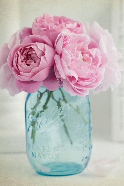 Roses In Mason Jar, Pink Roses  "Dream Team's" Portland Garden  Shutterstock.com  New York, NY