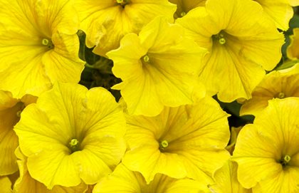 Supertunia Mini Vista Yellow, Petunia Hybrid
Proven Winners
Sycamore, IL