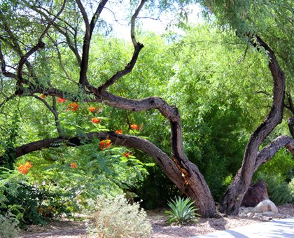 Mesquite Tree, Desert Landscape
Shutterstock.com
New York, NY