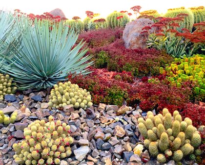 Succulents In Desert Garden
Shutterstock.com
New York, NY