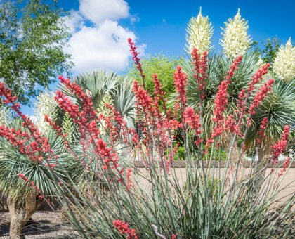 Aloe And Yucca Desert Landscape, Desert Landscaping
Shutterstock.com
New York, NY