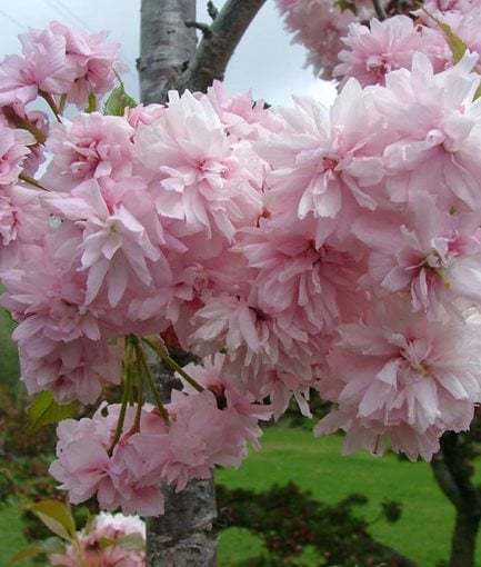 13 Types of Flowering Trees with Purple, Pink or White Flowers | Garden ...