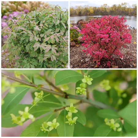 Fire Ball Seedless® Burning Bush