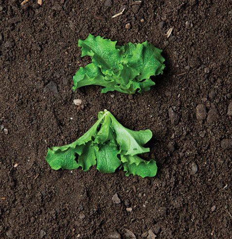 Garden Design
Calimesa, CA