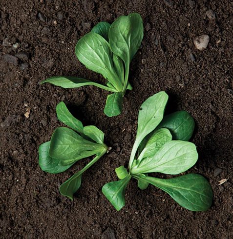 Garden Design
Calimesa, CA