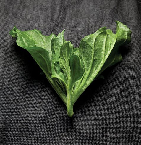 Garden Design
Calimesa, CA